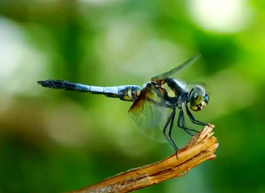 蜻蜓_蜻蜓羽化过程详解_常见蜻蜓种类介绍