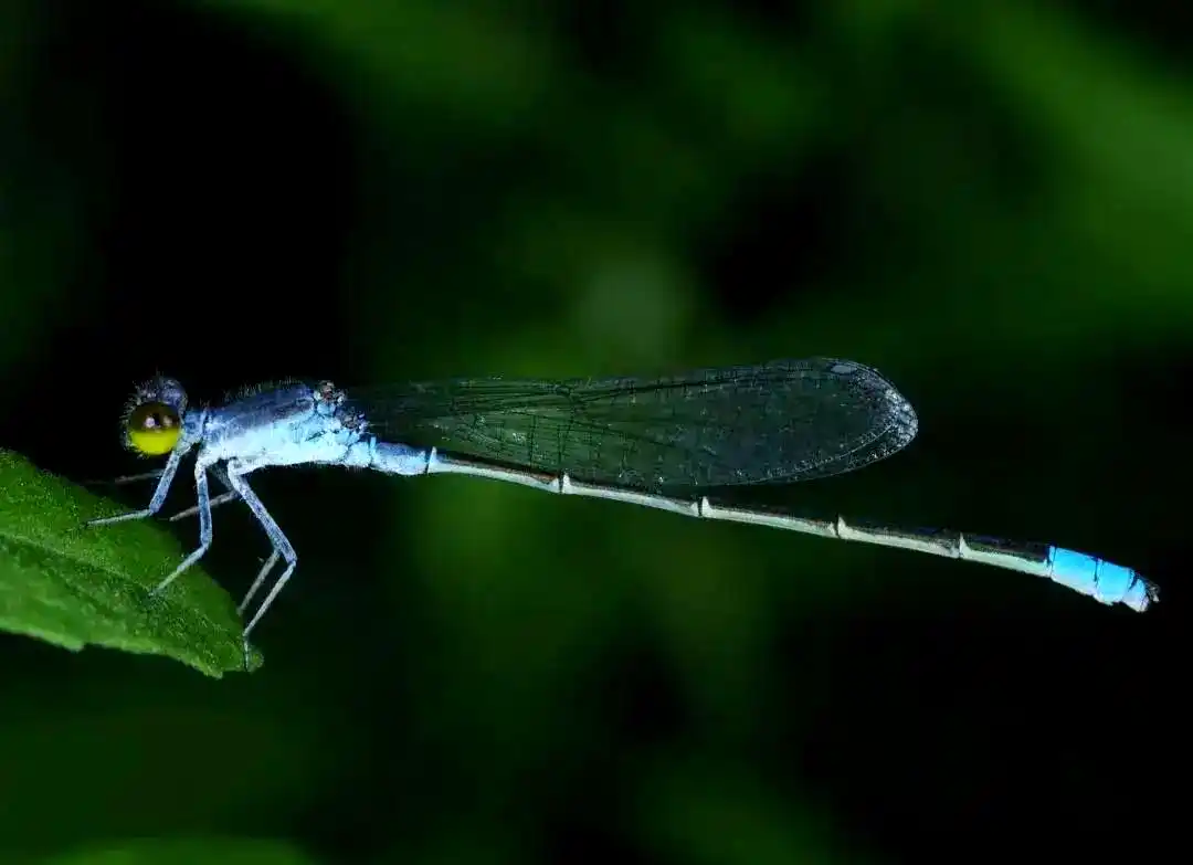 蜻蜓羽化过程详解_常见蜻蜓种类介绍_蜻蜓