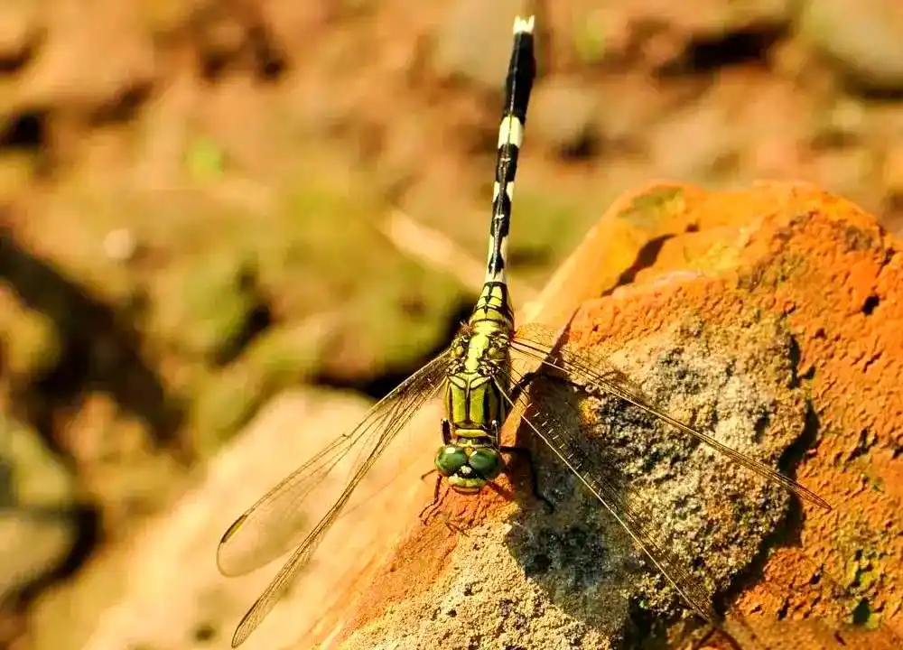 蜻蜓羽化过程详解_常见蜻蜓种类介绍_蜻蜓