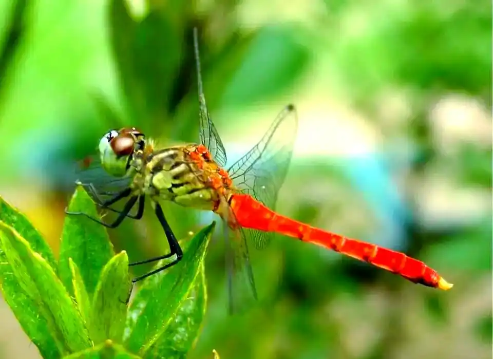 蜻蜓_常见蜻蜓种类介绍_蜻蜓羽化过程详解